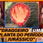 Ácido Hialurônico & Sangue de Dragão - Patrícia Elias